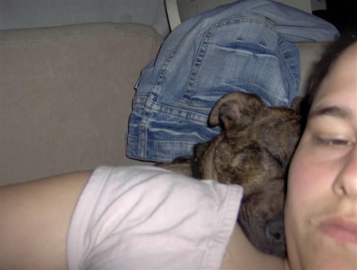 Amerikansk staffordshire terrier Sika aka Kiks billede 4