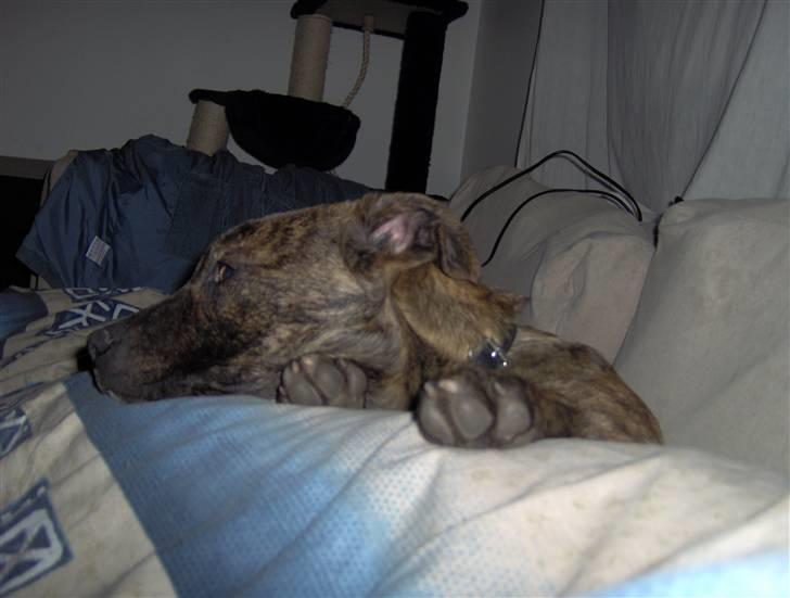 Amerikansk staffordshire terrier Sika aka Kiks billede 5