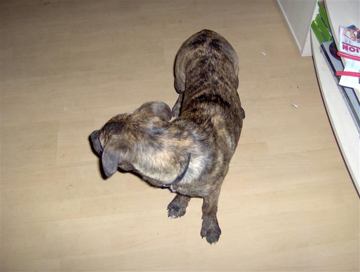 Amerikansk staffordshire terrier Sika aka Kiks billede 6