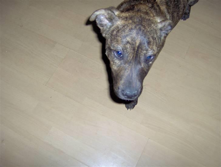 Amerikansk staffordshire terrier Sika aka Kiks billede 7