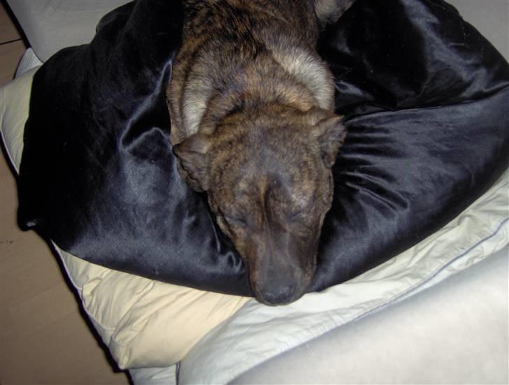 Amerikansk staffordshire terrier Sika aka Kiks billede 8