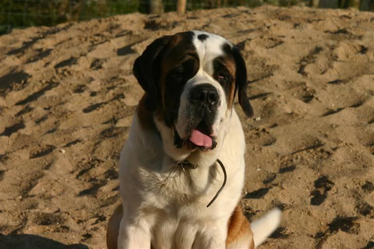 Sankt bernhardshund QUARTA VON VERLER SEE billede 1