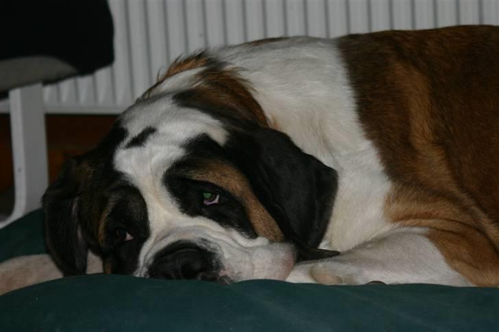 Sankt bernhardshund QUARTA VON VERLER SEE billede 2