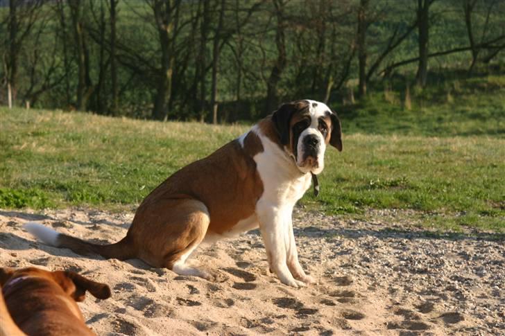 Sankt bernhardshund QUARTA VON VERLER SEE billede 3