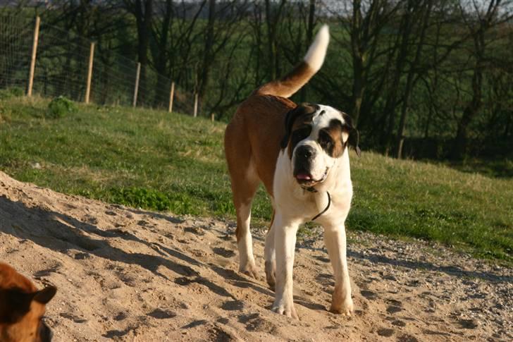 Sankt bernhardshund QUARTA VON VERLER SEE billede 4