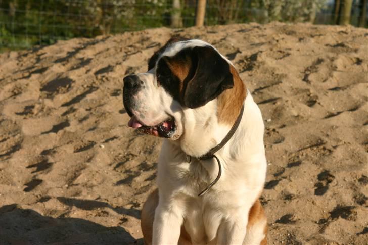 Sankt bernhardshund QUARTA VON VERLER SEE billede 5