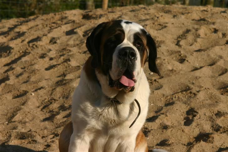 Sankt bernhardshund QUARTA VON VERLER SEE billede 6
