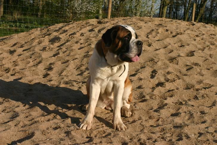 Sankt bernhardshund QUARTA VON VERLER SEE billede 7