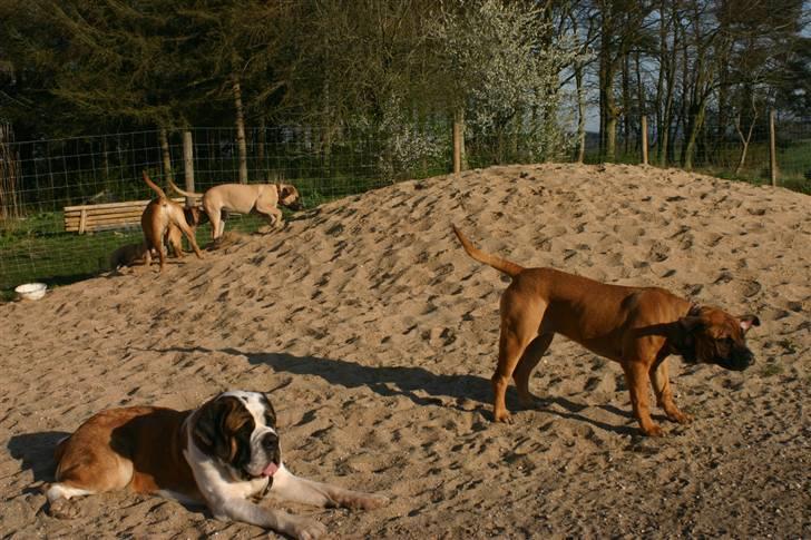 Sankt bernhardshund QUARTA VON VERLER SEE billede 8