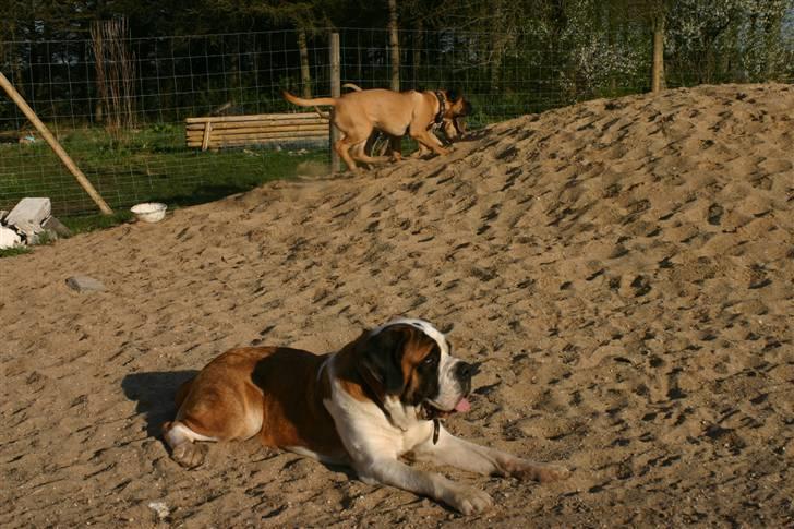 Sankt bernhardshund QUARTA VON VERLER SEE billede 9