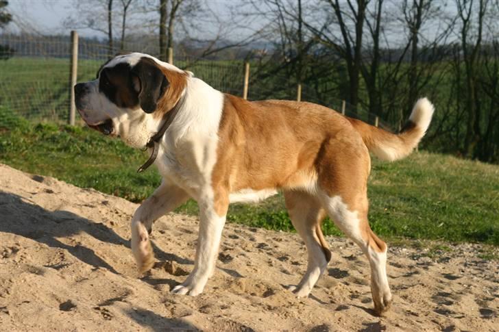 Sankt bernhardshund QUARTA VON VERLER SEE billede 10