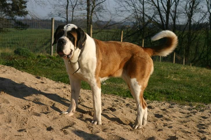 Sankt bernhardshund QUARTA VON VERLER SEE billede 11