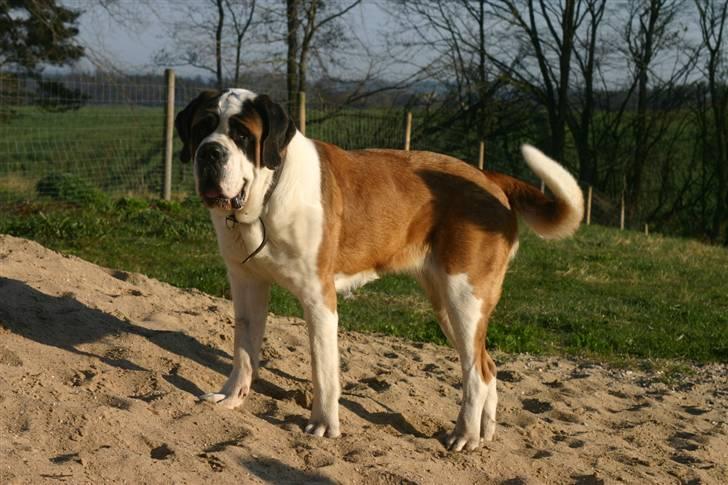 Sankt bernhardshund QUARTA VON VERLER SEE billede 12