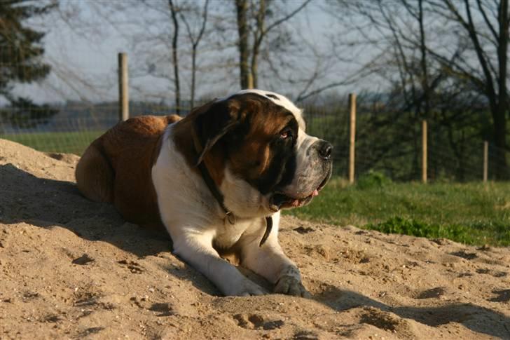 Sankt bernhardshund QUARTA VON VERLER SEE billede 13