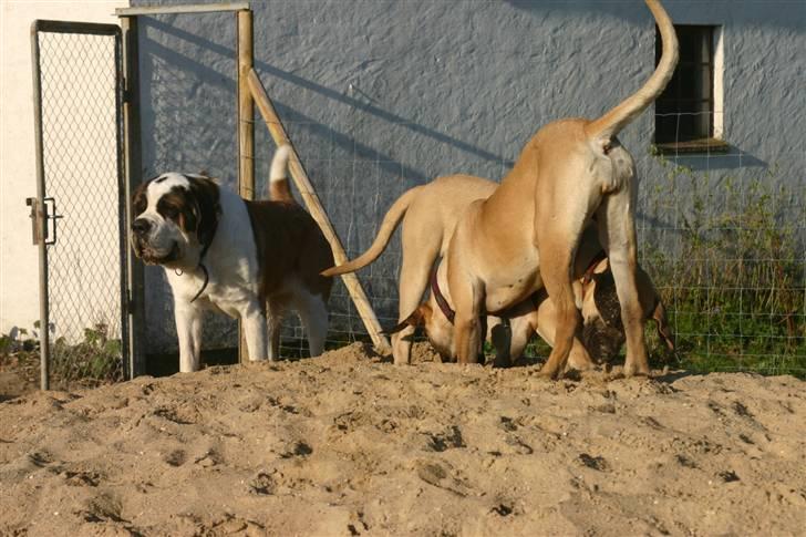 Sankt bernhardshund QUARTA VON VERLER SEE billede 14