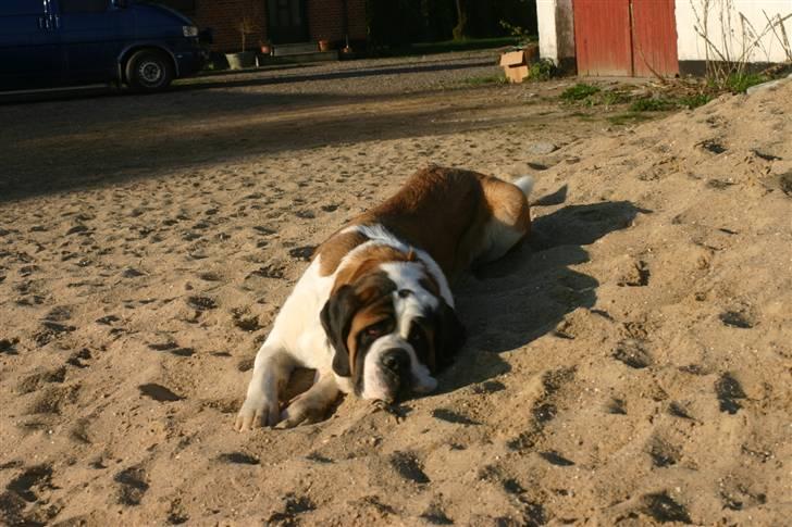 Sankt bernhardshund QUARTA VON VERLER SEE billede 15