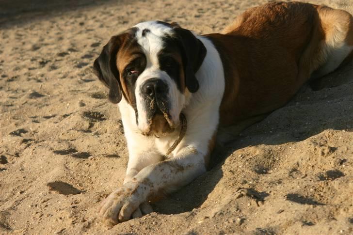 Sankt bernhardshund QUARTA VON VERLER SEE billede 16