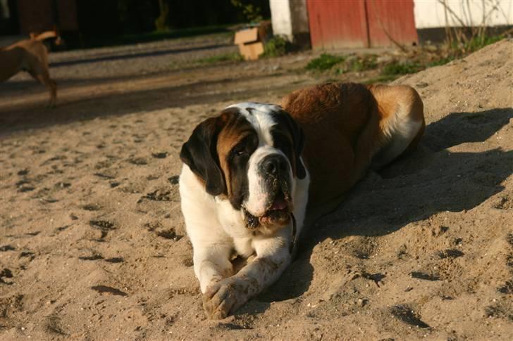 Sankt bernhardshund QUARTA VON VERLER SEE billede 17
