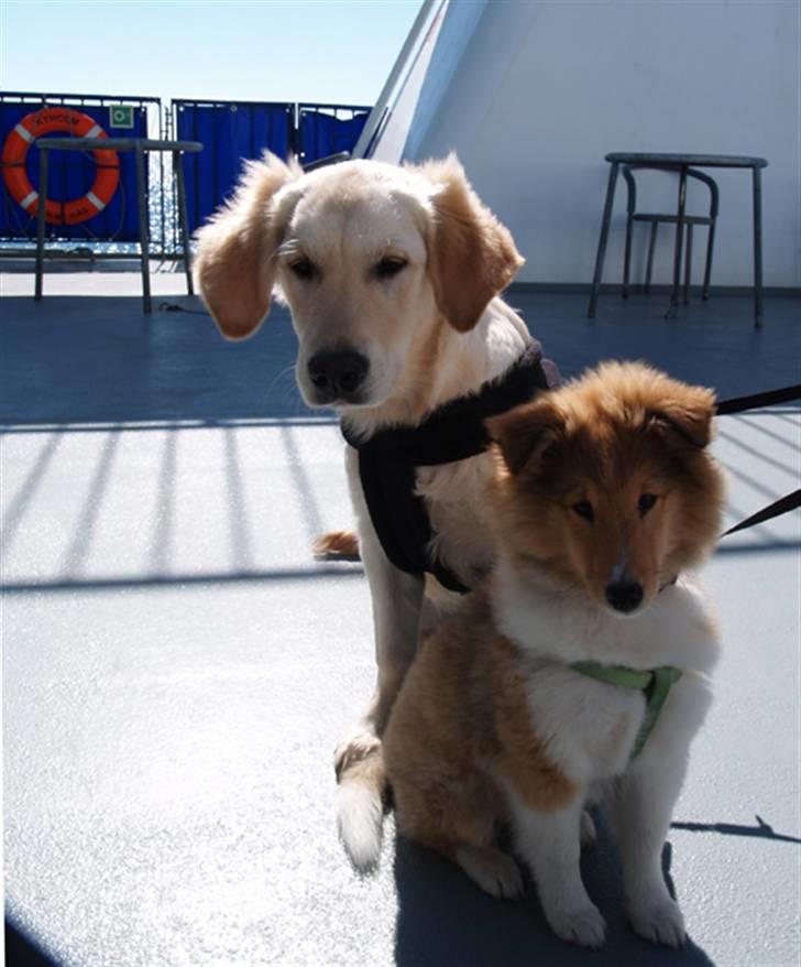 Golden retriever Nova - Lillesøster og jeg på samsøfærgen billede 7