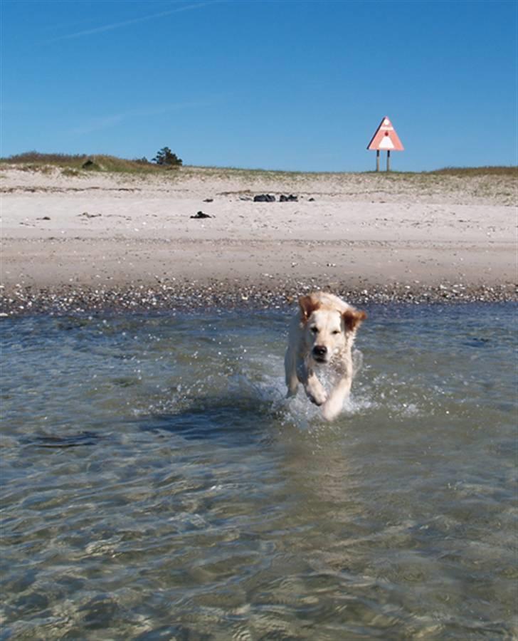 Golden retriever Nova - For første gang i vandet, og ELSKER det! :D billede 8