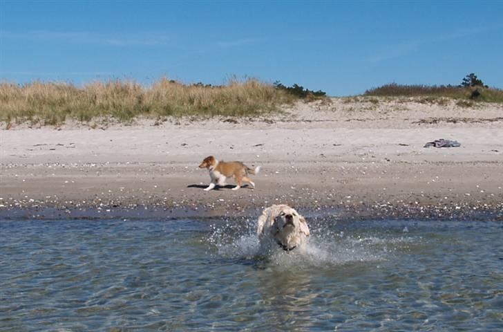 Golden retriever Nova - Wee WATER!! Man er vel golden? ;) billede 9