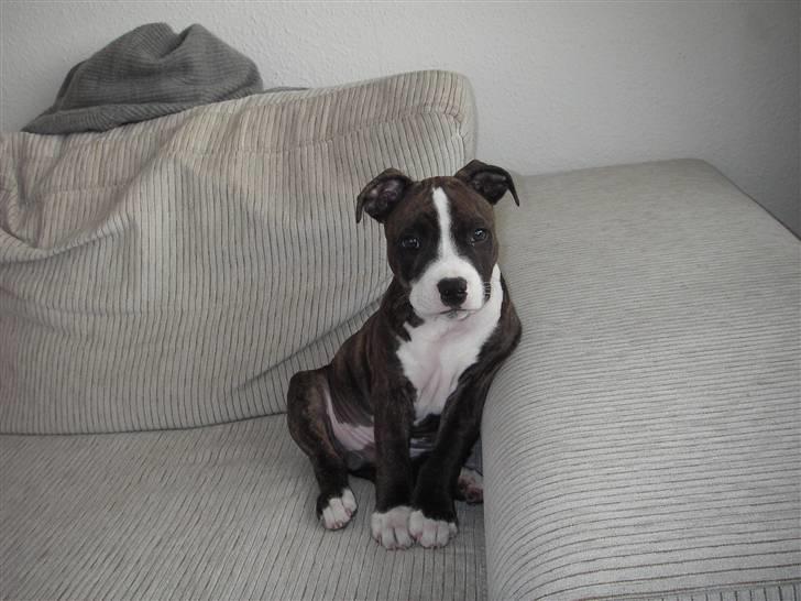 Staffordshire bull terrier Poseidon billede 9