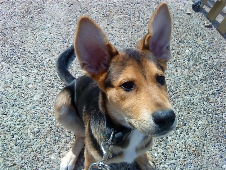 Blanding af racer Bailey billede 14