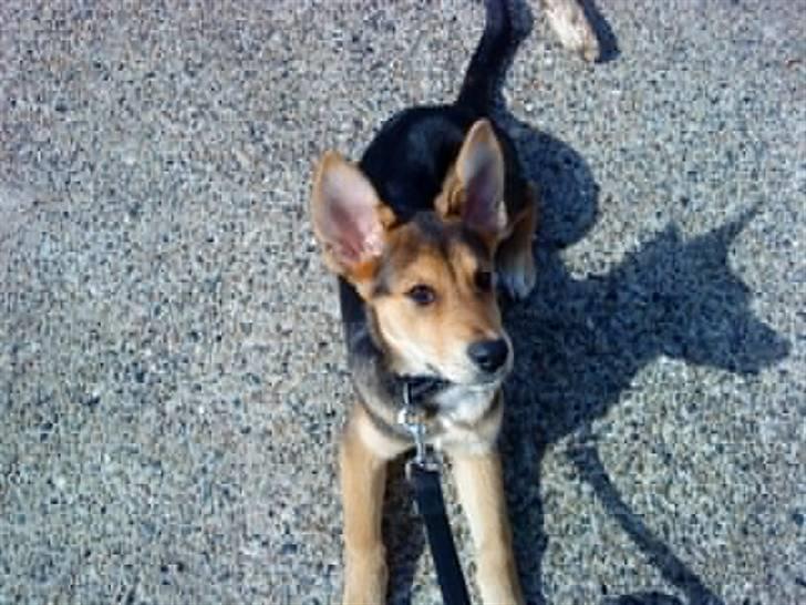 Blanding af racer Bailey billede 15