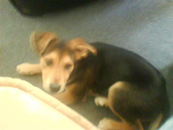 Blanding af racer Bailey billede 16