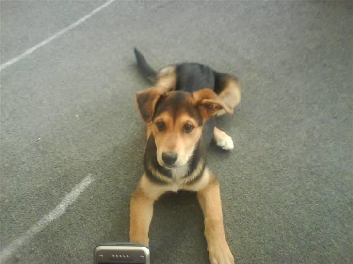 Blanding af racer Bailey billede 17