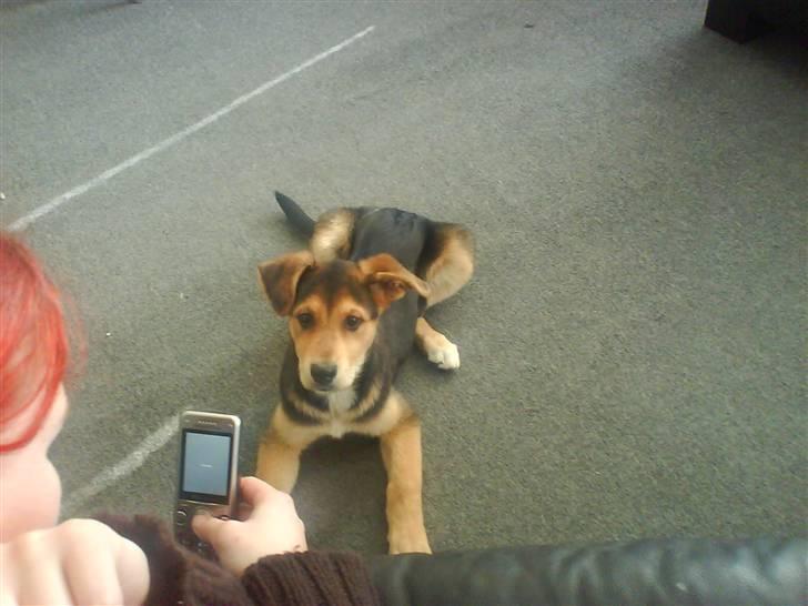 Blanding af racer Bailey billede 18