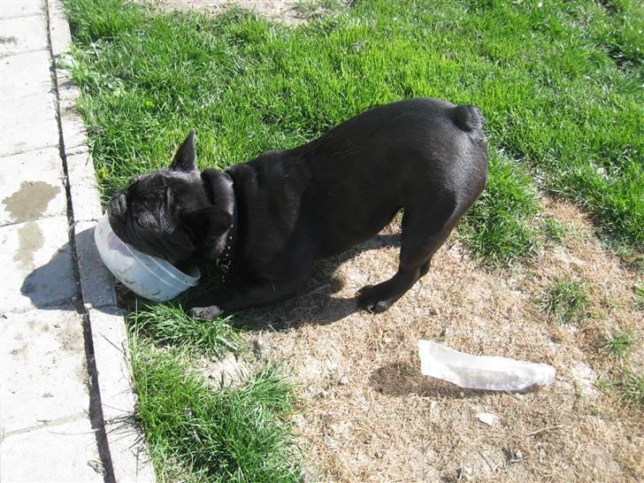 Fransk bulldog Bullinium's Jackpot billede 10