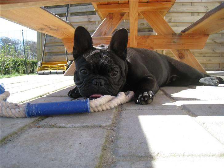 Fransk bulldog Bullinium's Jackpot billede 11