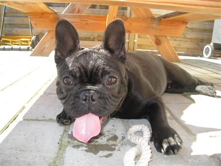 Fransk bulldog Bullinium's Jackpot billede 12