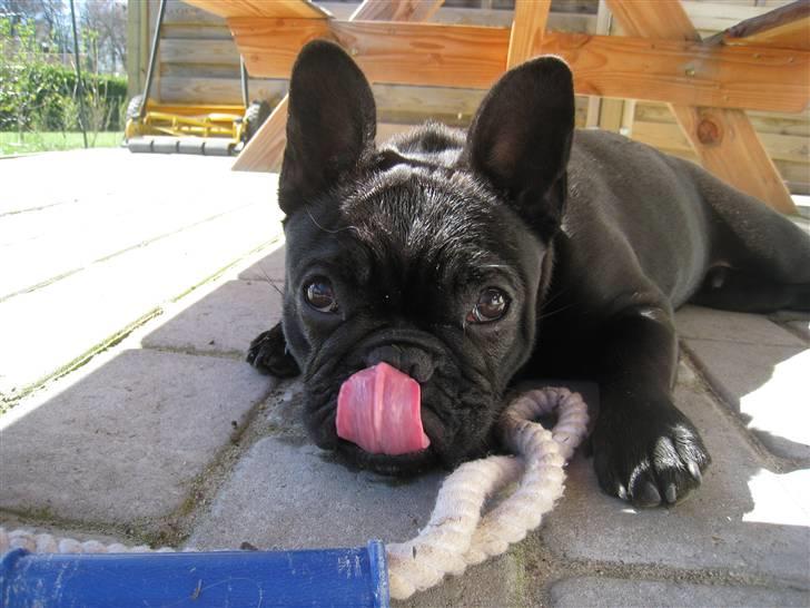 Fransk bulldog Bullinium's Jackpot billede 13