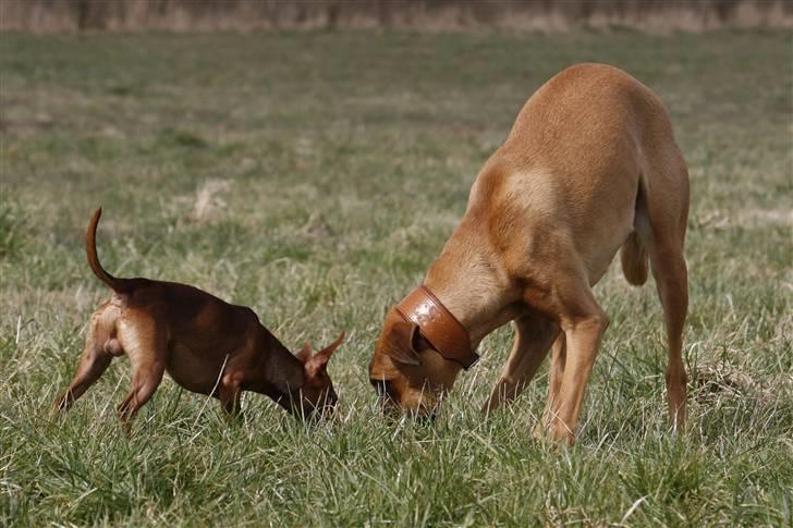 Dvaergpinscher Snoopy billede 8