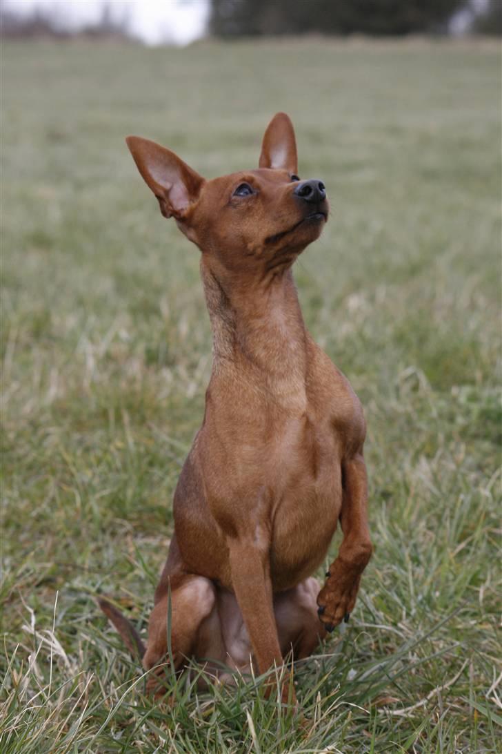 Dvaergpinscher Snoopy billede 9