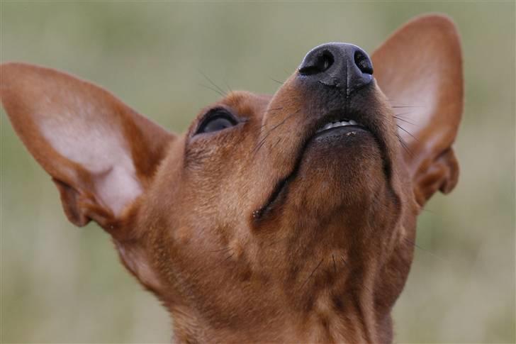 Dvaergpinscher Snoopy billede 10