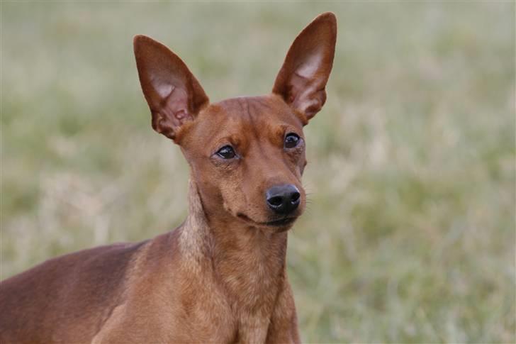Dvaergpinscher Snoopy billede 11