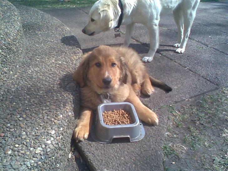 Blanding af racer Ghini billede 1