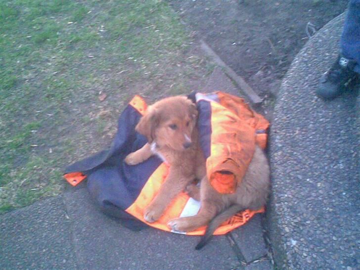 Blanding af racer Ghini billede 2