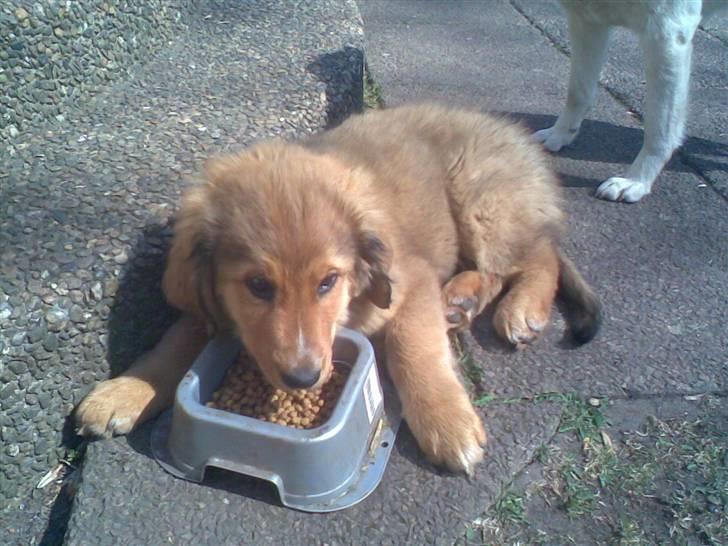 Blanding af racer Ghini - lidt doven har man lov at være billede 3