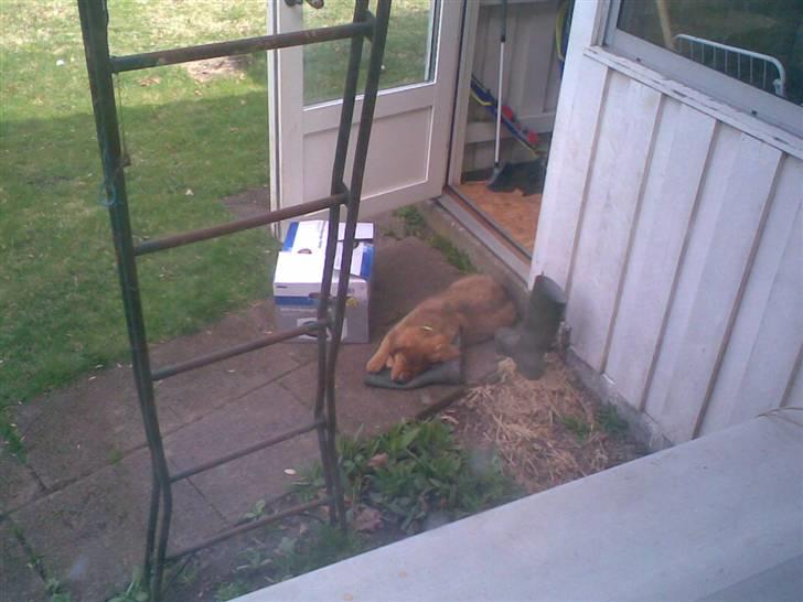 Blanding af racer Ghini billede 4