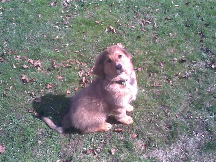 Blanding af racer Ghini billede 5