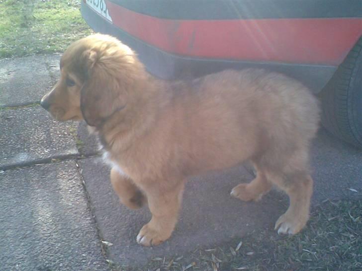 Blanding af racer Ghini billede 6