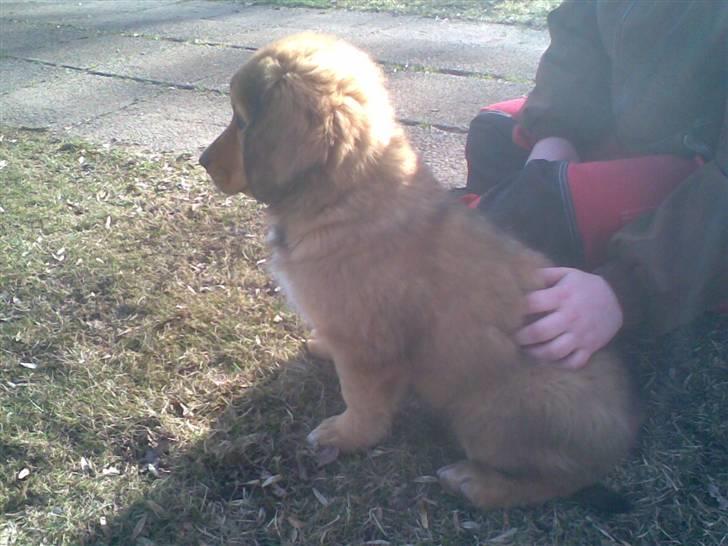 Blanding af racer Ghini billede 7