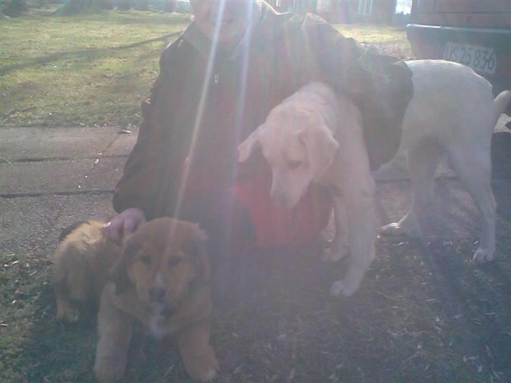 Blanding af racer Ghini billede 8