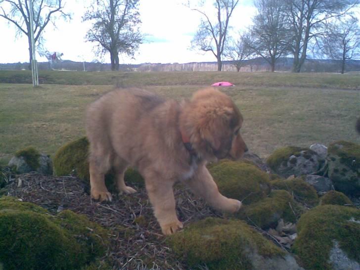 Blanding af racer Ghini billede 9