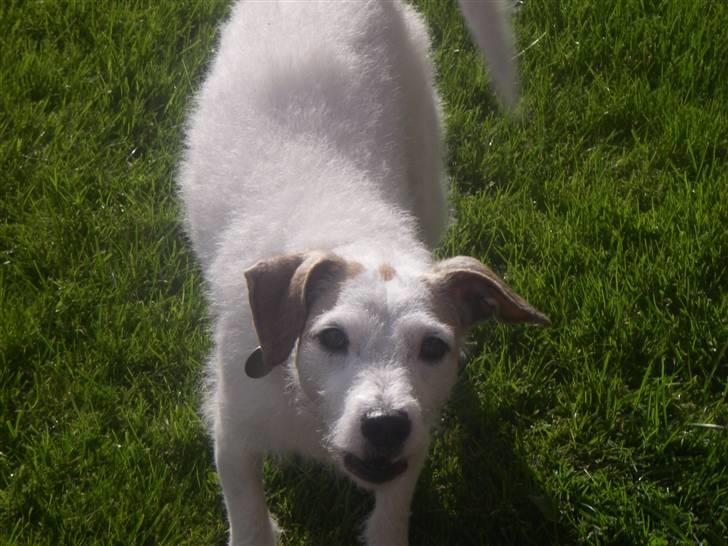 Blanding af racer Bella billede 1