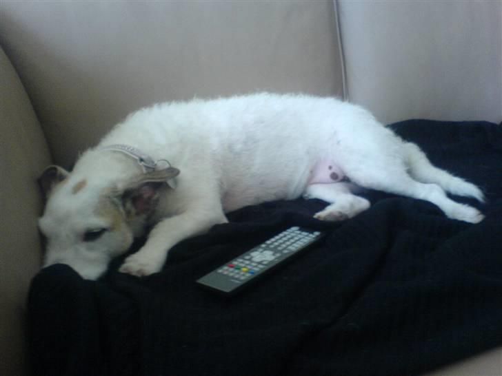 Blanding af racer Bella billede 2